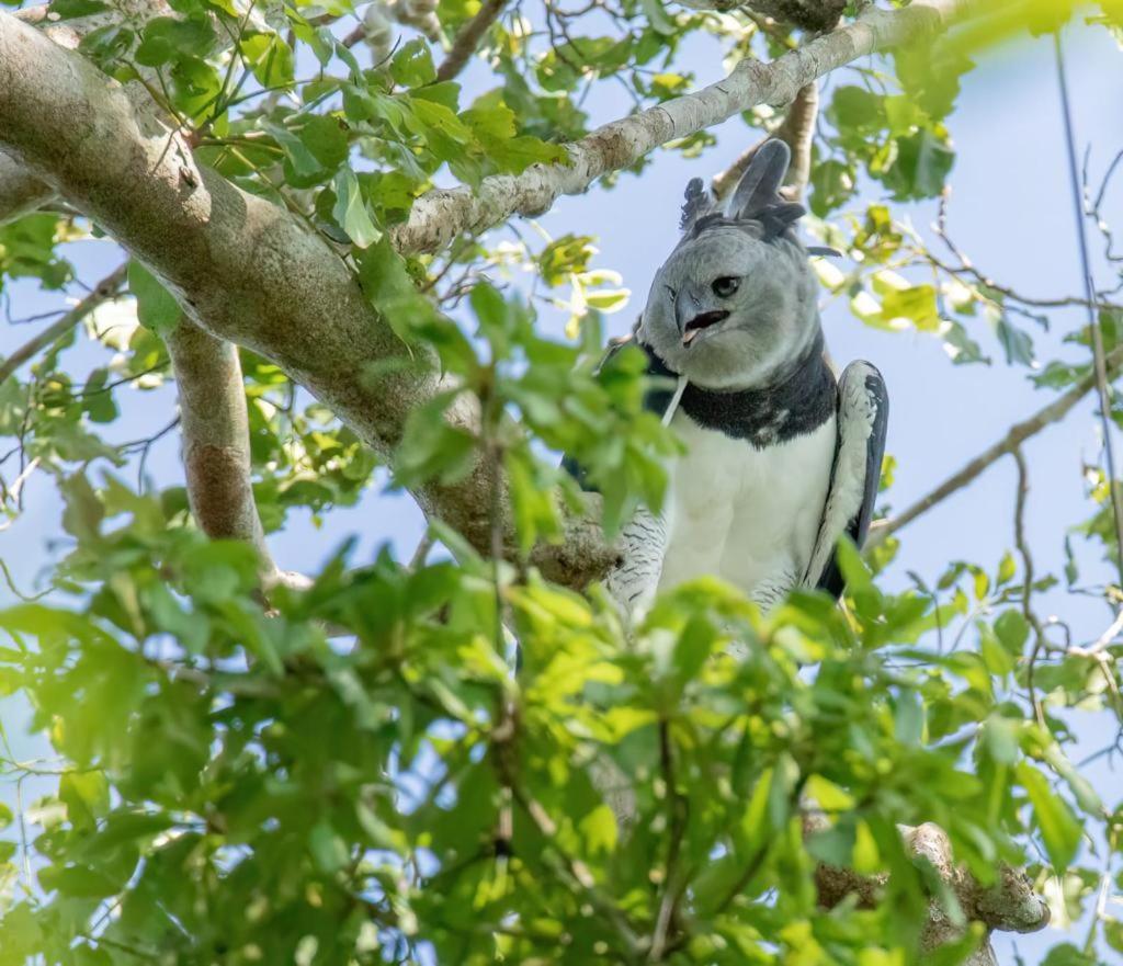 Green Diamond Amazon Lodge Puerto Maldonado Eksteriør bilde